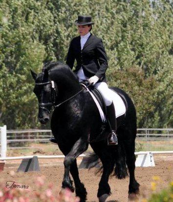 pics of Friesian horses